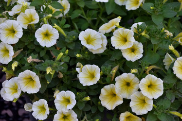 Similar image 21854024