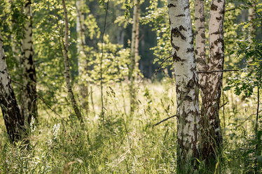 Similar image 21854260