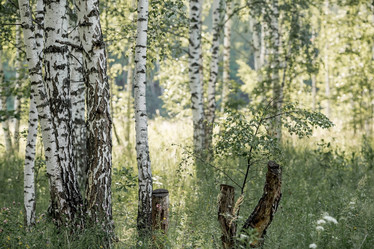 Similar image 21854266