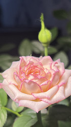 Similar image 21854075