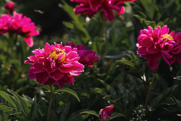 Similar image 21854284