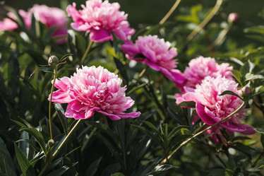 Similar image 21854285