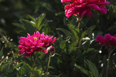 Similar image 21854287