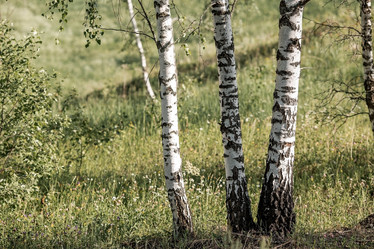 Similar image 21854295