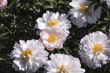 Similar image 21854938