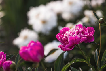 Similar image 21854980