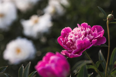 Similar image 21854981