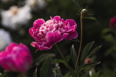 Similar image 21854985