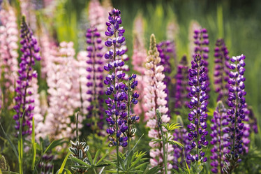 Similar image 21855455