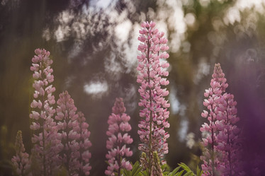 Similar image 21854732