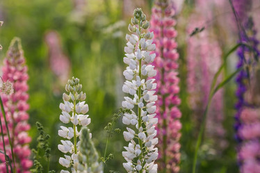 Similar image 21854734