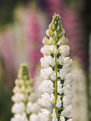 Similar image 21854741