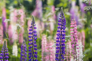 Similar image 21854748