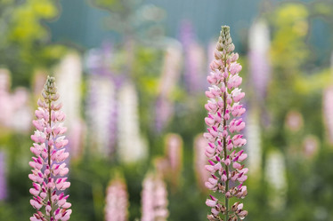 Similar image 21854749