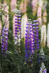 Similar image 21854751