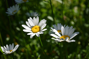 Similar image 21855932