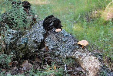 Similar image 21856373