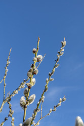 Similar image 21866062