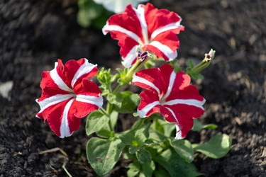 Similar image 21857347