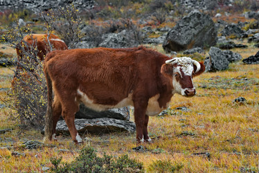 Similar image 21865392