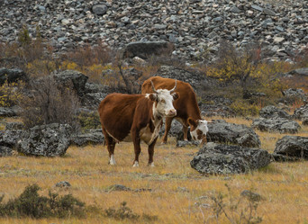 Similar image 21865421