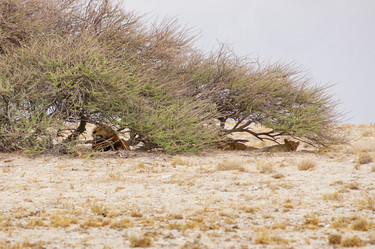 Similar image 21857559