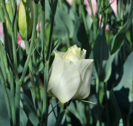 Similar image 21856889