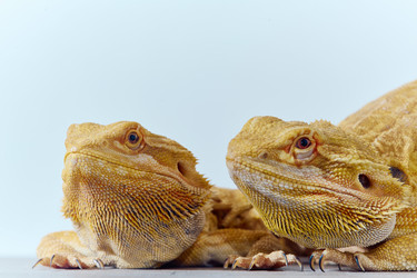 Similar image 21871287