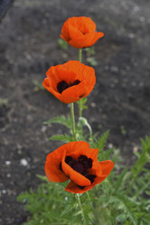 Similar image 21857044