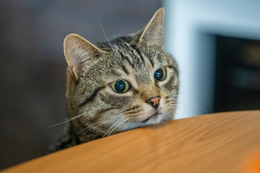 Similar image 21858660