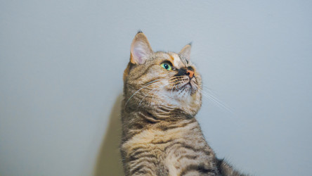 Similar image 21858682