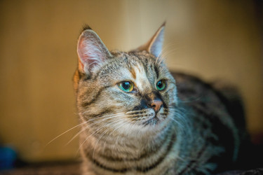 Similar image 21858791