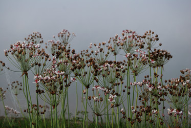 Similar image 21858442