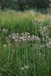 Similar image 21858449