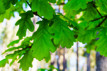 Similar image 21868348