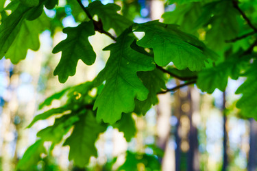 Similar image 21868349