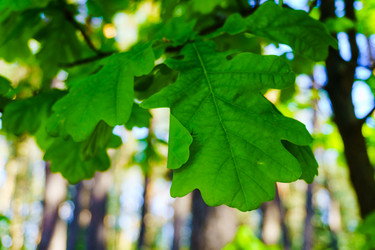 Similar image 21868350