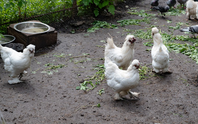 Similar image 21858549