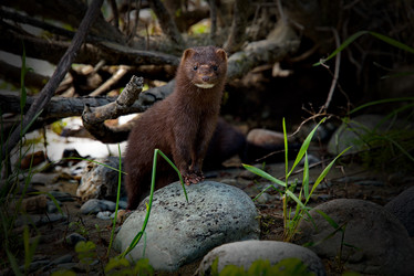 Similar image 21872209