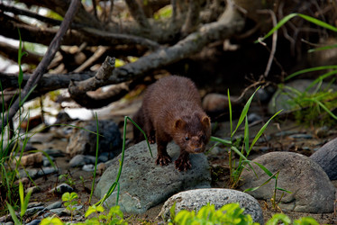 Similar image 21872221