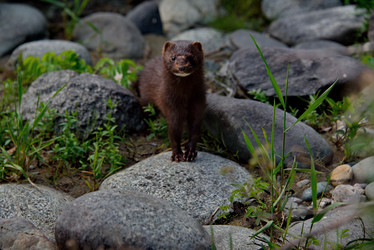 Similar image 21872474