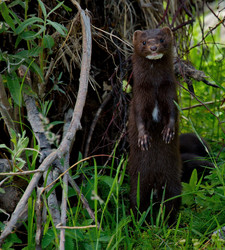 Similar image 21872475