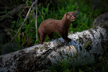 Similar image 21872476