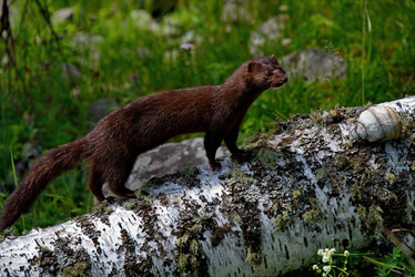 Similar image 21872477