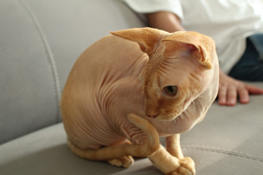 Similar image 21866184