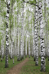 Similar image 21857337