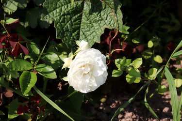 Similar image 21867390