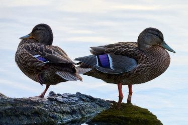 Similar image 21857552