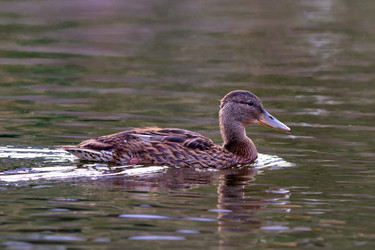 Similar image 21857557