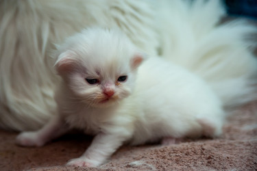 Similar image 21866506